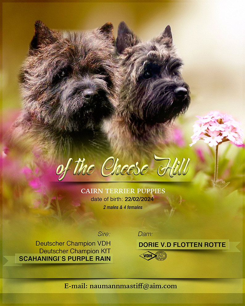 Cairn terrier litter card 01 2